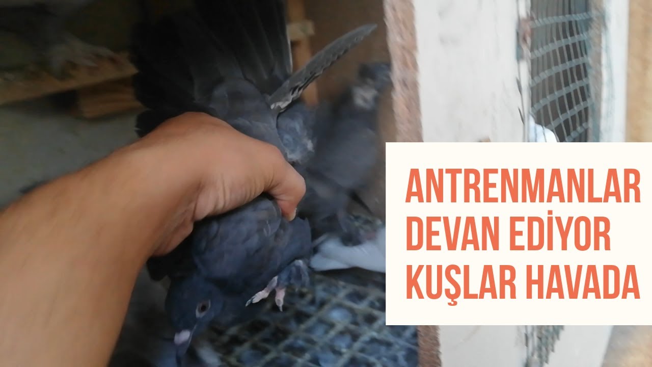 YAVRU GÜVERCİNLERE KANAT ISINDIRMA ANTRENMANI VERİYORUZ YUVAYA EĞİTİM BAŞLADI