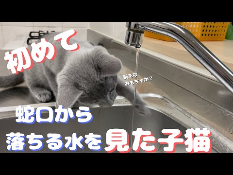 初めて蛇口から水を飲んだ子猫【ロシアンブルー】