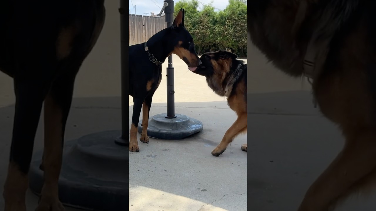 Meeting dogs and making friends can be the key to leash reactivity. Part 1