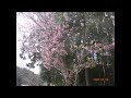 20220402 磐田市 田原水車の里 ♪松田聖子 春の風誘われて~Spring has come again~