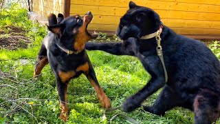 Venza shows teeth to Luna the panther / Grumpy Rottweiler and cheerful leopard