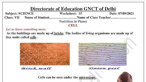 Science Worksheet 15 Class 7 (7/9/21)English Medium / Worksheet 15 Science Class 7/Worksheet Sci 15