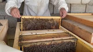 النحلة الاصيلة - نظام ابو سلمان  نظرة لخلية (١٦) اطار في درجة حرارة فوق (٥٠)