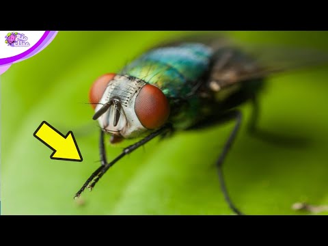 فيديو: لماذا يفرك الذباب كفوفهم ويفرك رؤوسهم