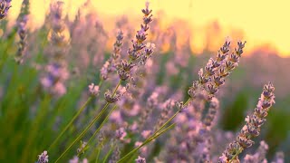 Ladies In Lavender   -   The Maestro & The European Pop Orchestra