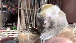 Java Macaque Abby Louise Essential ASMR E￼mployee