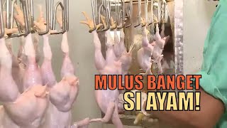 Kepoin Rumah Potong Ayam Jombang | SI UNYIL (18/06/20)