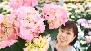 母の日プレゼント　あじさいギフト　さかもと園芸　達人のあじさい　群馬の鉢花ギフト　ミセスクミコ sakamotoengei hydrangea cyclamen japan