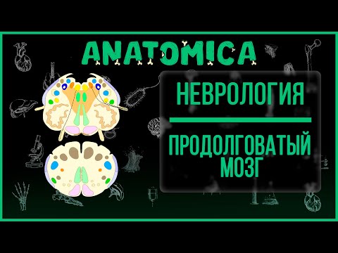 Продолговатый мозг анатомия / Ствол мозга / Неврология