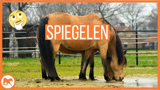 Hoe spiegelen paarden? En hoofdstel training met een groen paard!