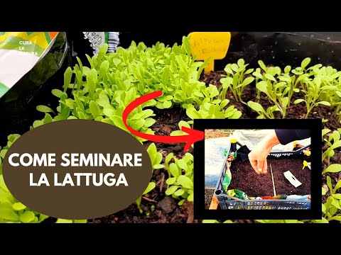 Video: Stagione di crescita della lattuga: come e quando piantare la lattuga