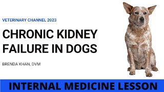 Chronic Kidney Failure In Dogs