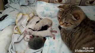 Small Newborn Kittens 🐈♥️ Day 3 / Маленькие Новорожденные Котята 🐈♥️ День 3