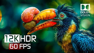 12K Hdr 60Fps With Indian Relaxing Music - Dolby Vision