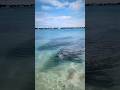 Sweet manatees up close manatee florida animal