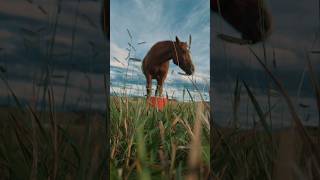 Dinner with Link #horse