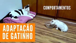 Adaptação de um novo gatinho  Comportamentos | Gato é Vida #gatoevida