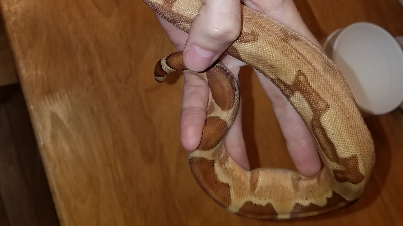 camera iphone 8 plus apk New Snake Thursdays- The Boa