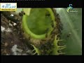 وثائقي غرائب عالم النبات 