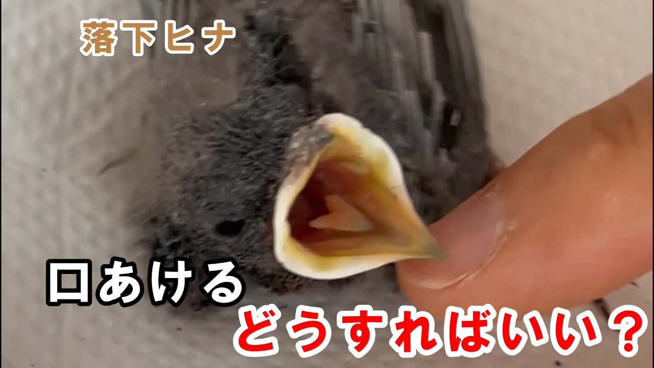 落下ヒナの対処法｜口を開けるヒナの場合【前編】