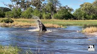 Morula the elephant swimming in her wilderness home | Living With Elephants Foundation | Botswana
