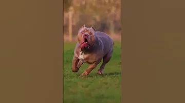 bully dog#pitbull#dog#dangerous#viral shorts#subscribe to my channel,,,