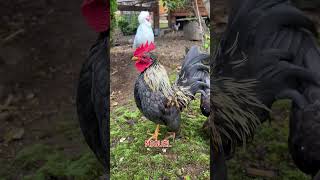 Serama Vs Houdan Bantam Rooster Crowing Competition