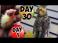 Pearl cockatiel baby growth stages day 1 to day 30  cockatiel chick to adult  shabus vlog