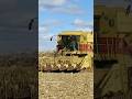 NEW HOLLAND TR 96 Combine Harvesting Corn #bigtractorpower