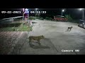 Lion attack on dogs petrol pump  capture the wild  sasan gir  asiatic lion  dog attack lion
