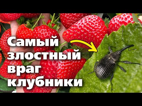 Видео: Предотвращение повреждения гороховым долгоносиком - советы по борьбе с гороховым долгоносиком