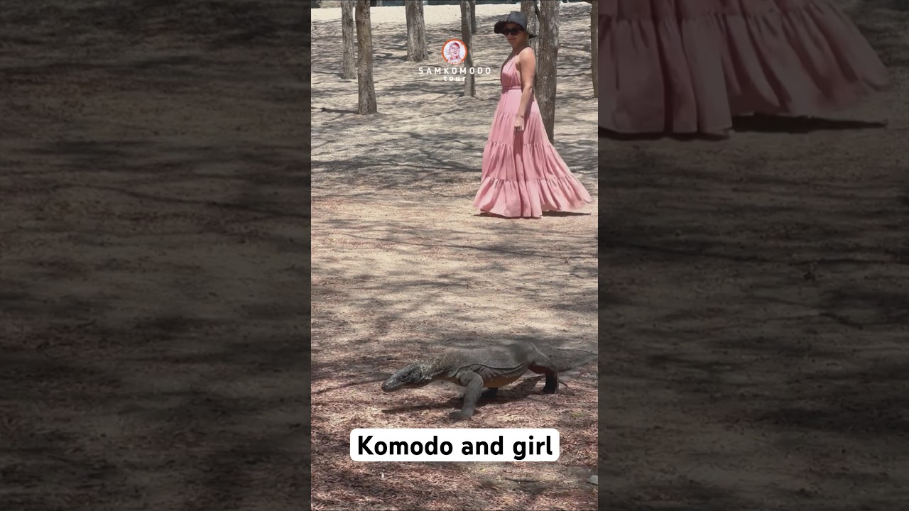 Walking side of komodo dragon 