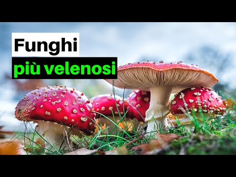 Video: Cosa Sono I Funghi Velenosi