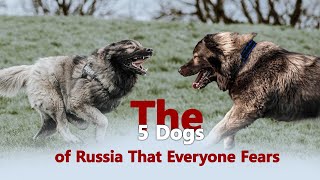 The 5 Dogs of Russia That Everyone Fears