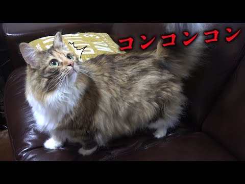 ちゃちゃマロン、本物の心霊現象に遭遇する。