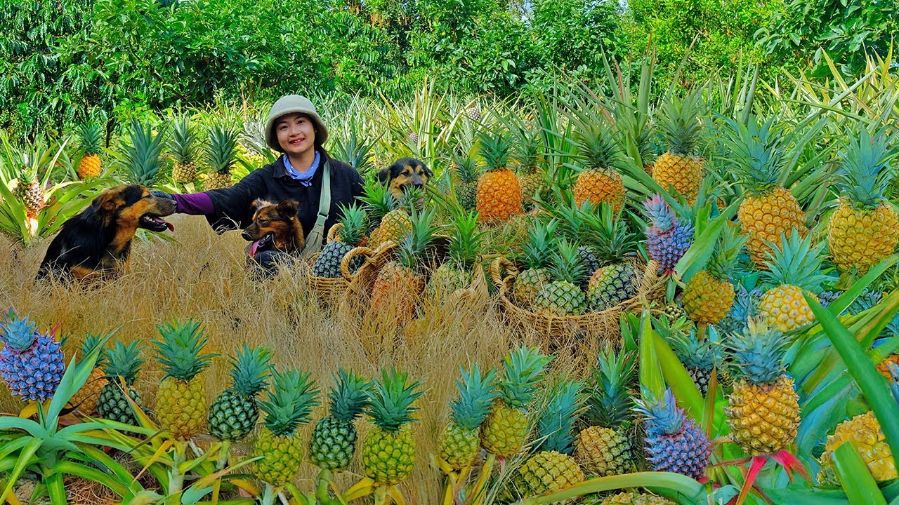 Harvest Pineapples Goes To The Market Sell, Build A Trellis For Snake ...