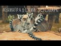 ЛЕНИНГРАДСКИЙ ЗООПАРК // CINEMATIC