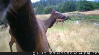 Fawn Gulch Wildlife 2023