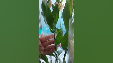 Video content project about flora.  Issue No.6. flowers on the windowsill