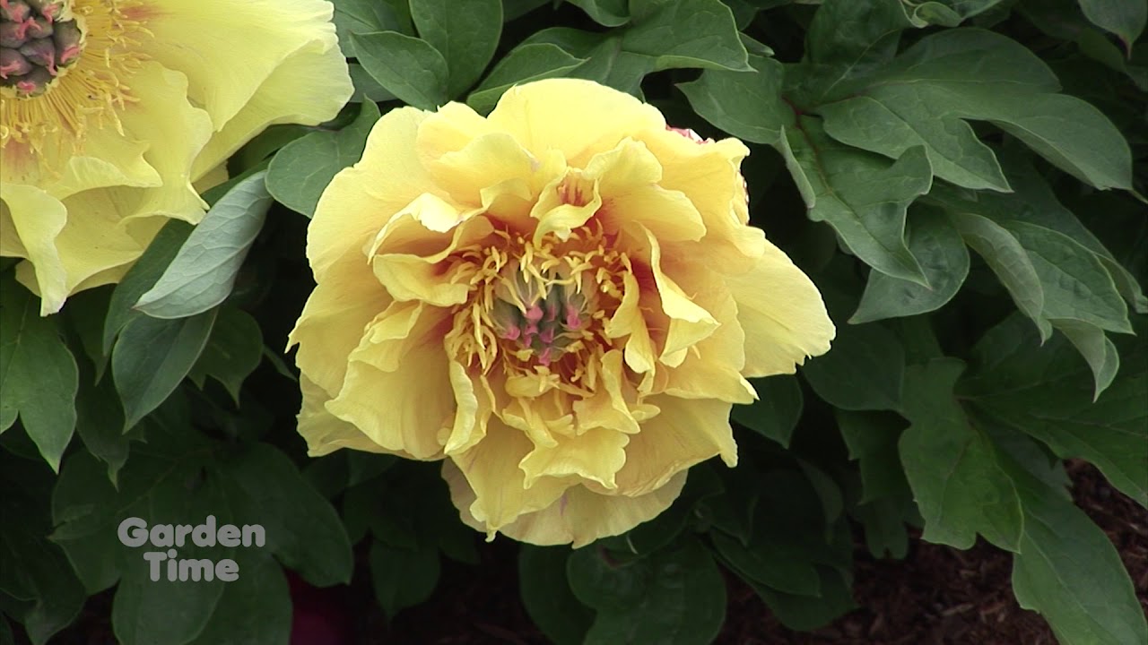 Adelman Peony Gardens - YouTube