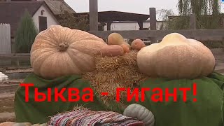 Тыква - гигант! Рекорд области.