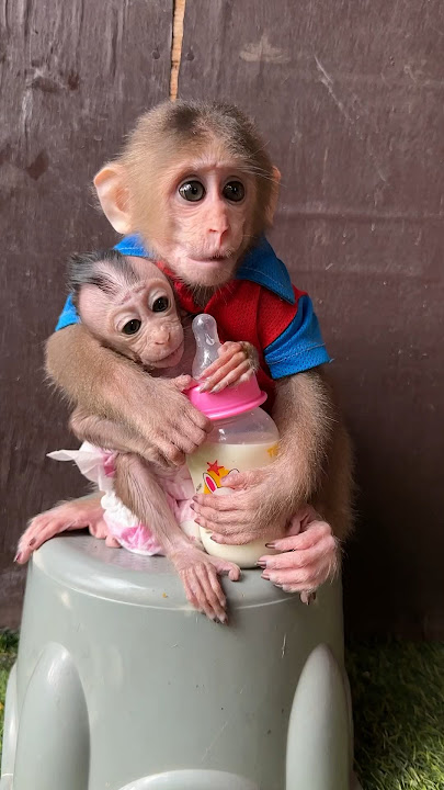 Drink milk baby #shortvideo #monkey #youtube #cute #animals
