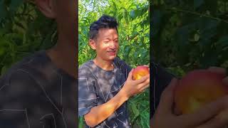Download Lagu Memuaskan! panen buah apel segar #shorts MP3 Download Lagu Memuaskan! panen buah apel segar #shorts MP3