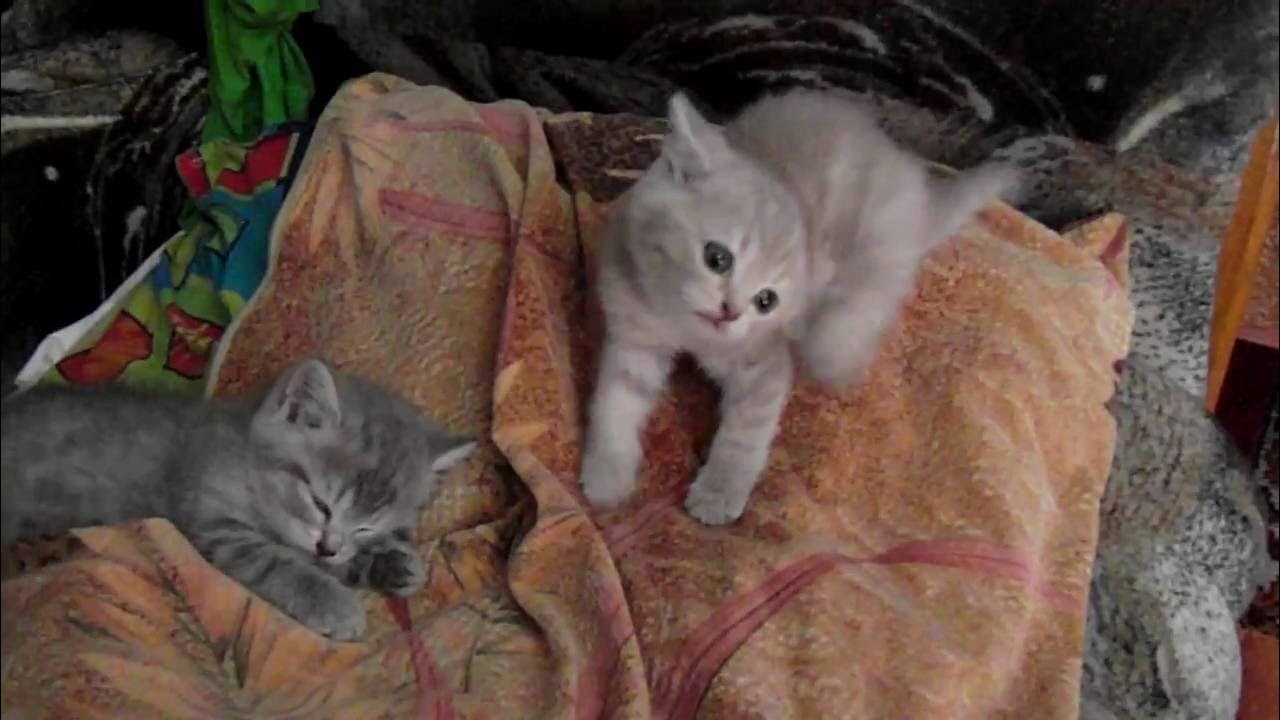 Котенок 5 недель фото