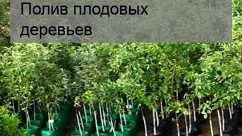 Полив плодовых деревьев
