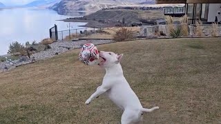 Bull Terrier Loves Backyard Fetch