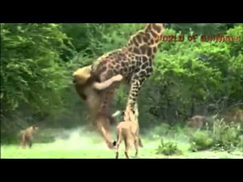 world of animals youtube
