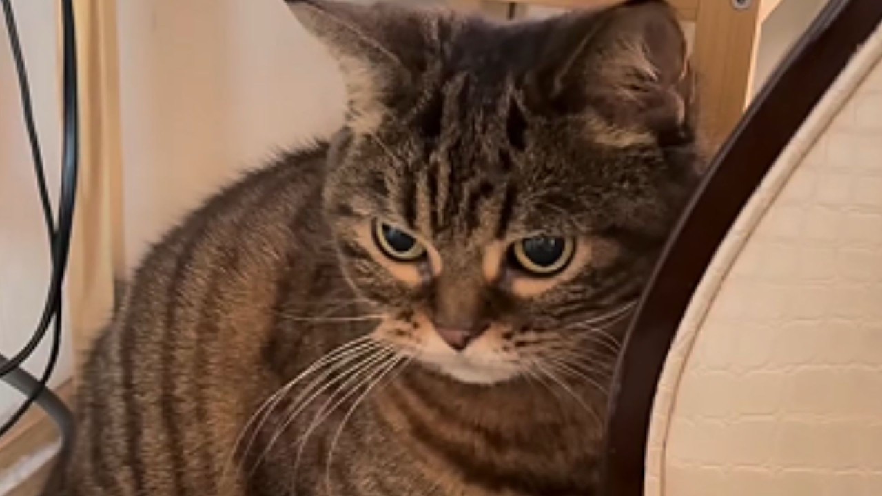 Он провел 8 месяцев в приюте, нападая на всех подряд, а потом она сделала вот это.