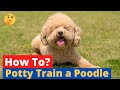 How to Potty Train a Poodle? | Easy Yet Effective Method |