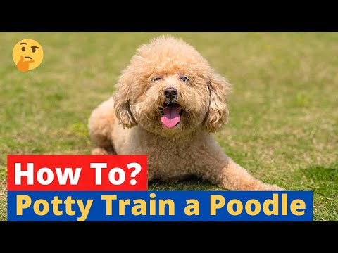 How Often Do Toy Poodles Go To The Bathroom?